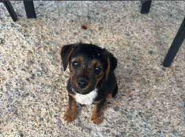 Border x Lakeland terrier pups
