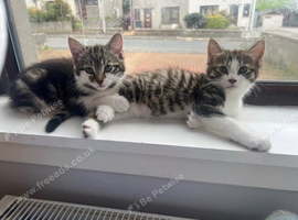 11 week old kittens (1 Boy & 1 Girl)