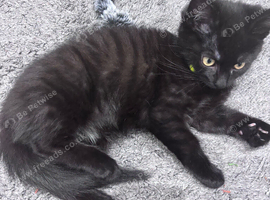 Maine coon cross with British shorthair kitty