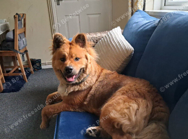 Malamute & Akita Mix called Kaiser