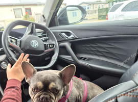 French Bulldog