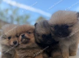 Teddy bear faced Pomeranian puppies