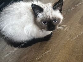 3 beautiful Himalayan Persian kittens