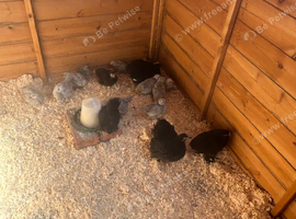 Pekin hens black and lavender