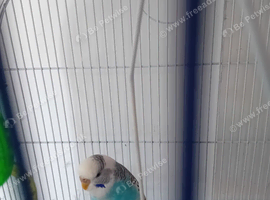 Budgie