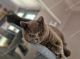 British shorthairs