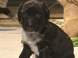 Sprocker pups for sale
