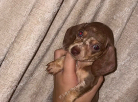 Miniature dachshund