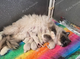 GCCF Registered Ragdoll Kittens