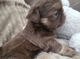 Special quality dobie Imperial shih tzu's