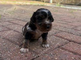 Cocker spaniel puppys