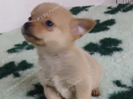 Pomchi