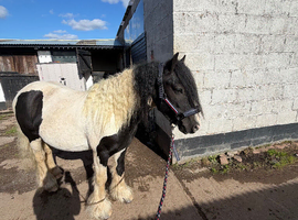 Flashy coloured cob gelding