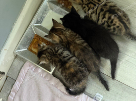 4 Beautiful Kittens For Sale &ndash; Ready Now &ndash; Birmingham