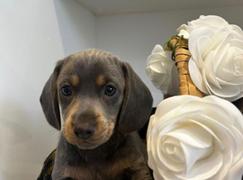 Beautiful mini dachshunds ready to go