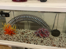 Brilliant condition fish tank