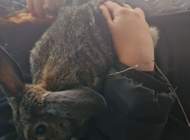 Male rabbit 16 weeks