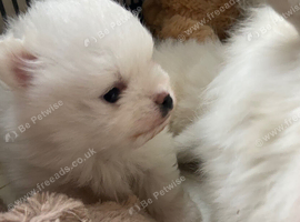 Beautiful White Pomeranians