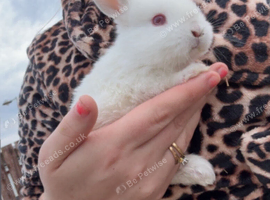 Gorgeous 7-Week-Old Baby Mini Lop Rabbits