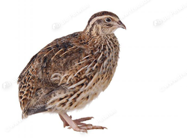 Quail