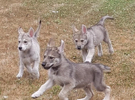 TAMASKAN PUPPIES PEDIGREE, REGISTERED AND EMBARKED
