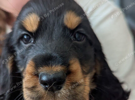 4 cocker spaniel puppies