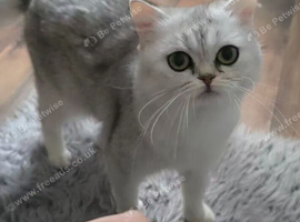 Scottish straight and Scottish fold