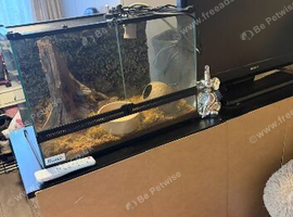 Beautiful gecko and frog tank for sale