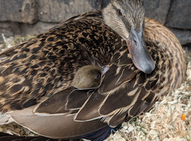Ducklings