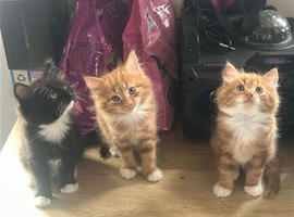 Tabby kittens