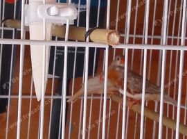 Double orange zebra finch.