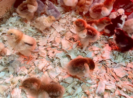Day old chicks, various breeds and colours