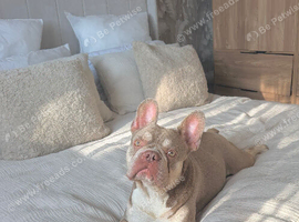 Frankie