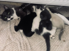 Cross Ragdoll & British Blue Kittens