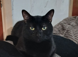 Male cat