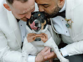 Dog Chaperone - All Paws Weddings
