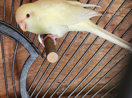 Kakarikis for sale