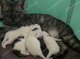 British shorthair cross