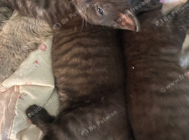 Five Gorgeous Kittens Looking for Their Forever Homes
