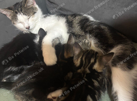 Kittens looking for their forever homes