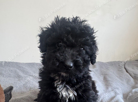 Beautiful yorkiepoo puppy