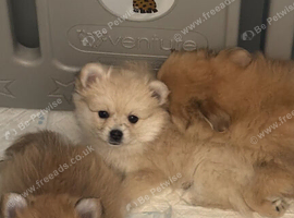 8 week old white pomerain girl