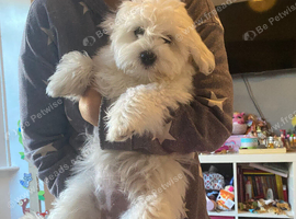 2 Bichon Frise puppies