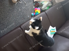 2 adorable cats