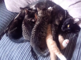Kittens for sale