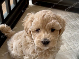 Gorgeous F1 Toy Maltipoo Puppies DNA Health Tested Clear