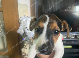 Beautiful girl looking for a home