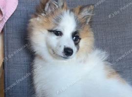 6 month old Pom