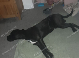 Great dane cross cane corso