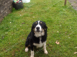 Border collie